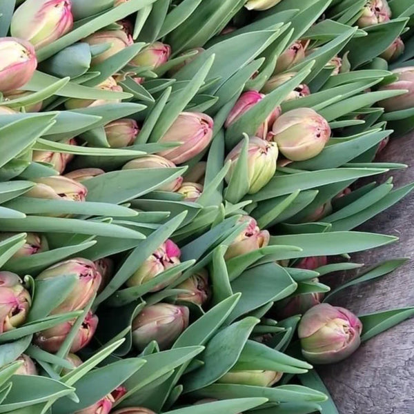 FARM SHOP Tulip 6 bunches x 6 Stems