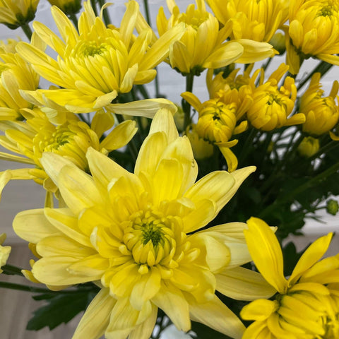UK-grown Chrysanthemum Baltica Yellow bunch of 10 stems with bright golden blooms and strong Norfolk-grown stems.