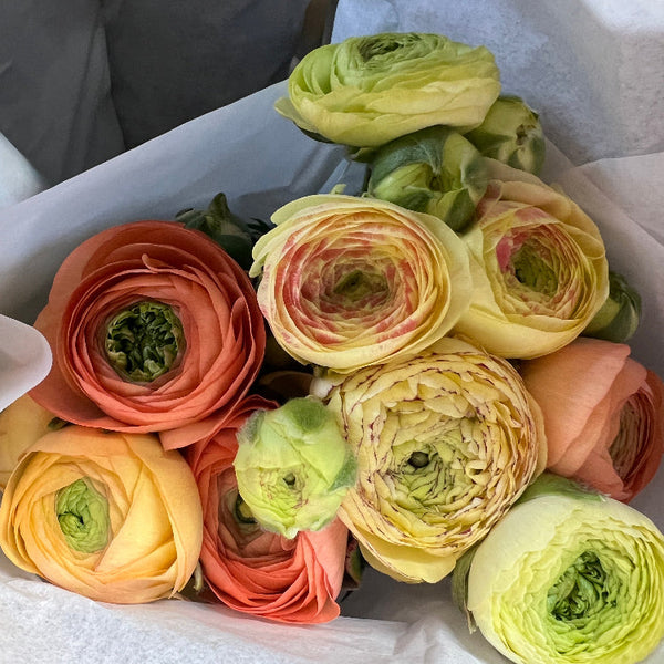 ranunculus online wholesale