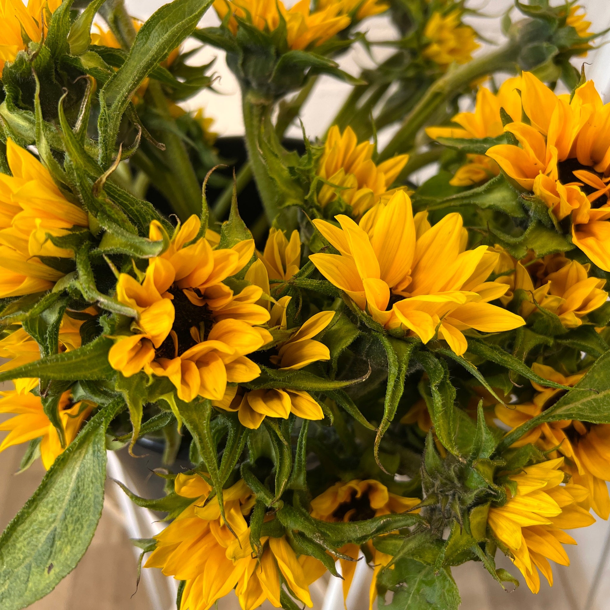 Miniature Sunflowers **DINKY SUNS** 10 stems