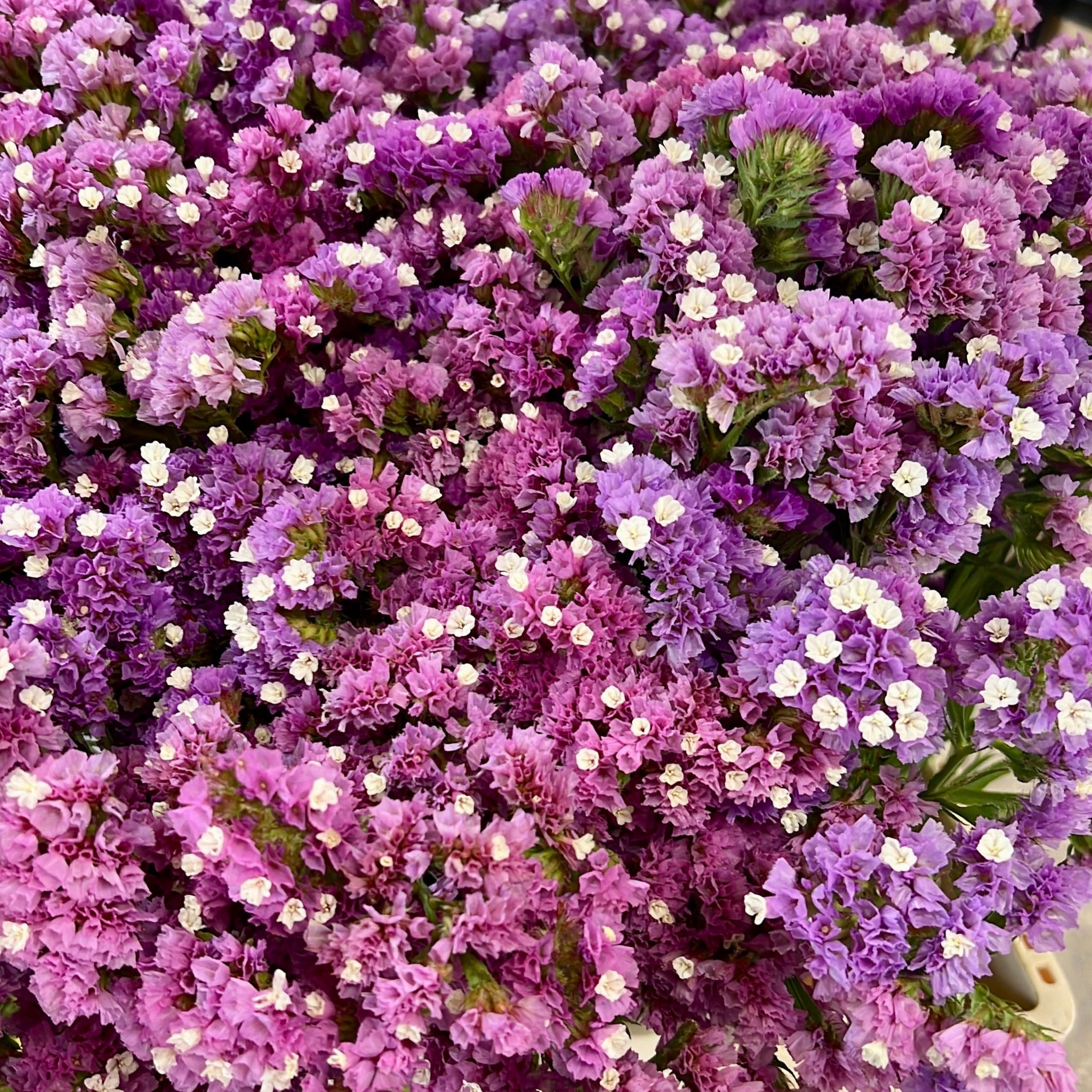 Statice sinuatum - Pink MIX-Bunch DRIED