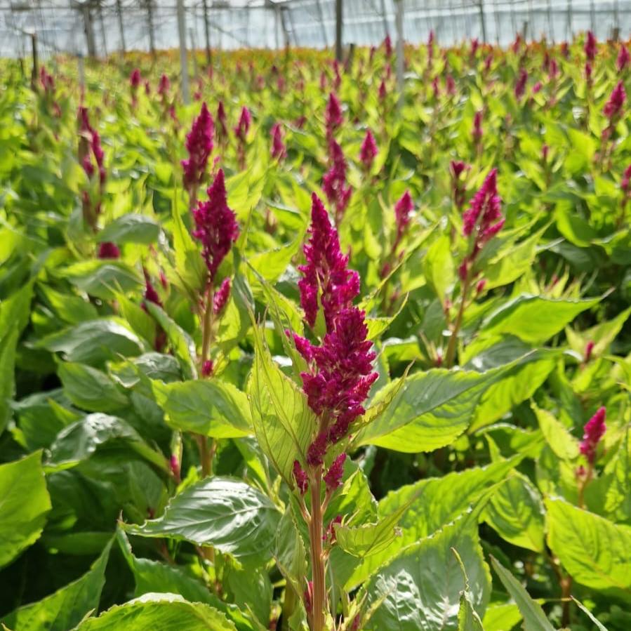 purple celosia lincolnshire UK