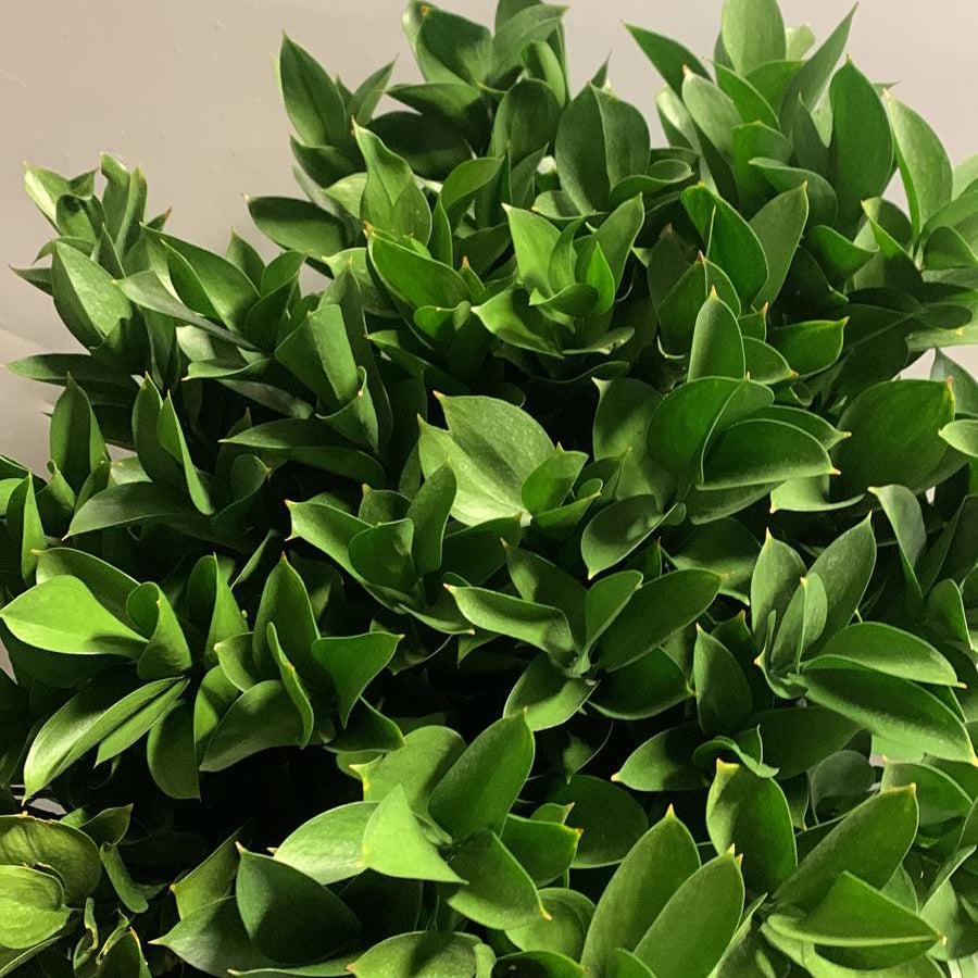 IMPORT - Hard Ruscus 60cm x 25 stems