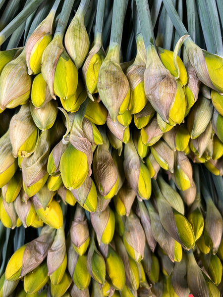 Double Daffodils -Jack The Lad - 50 bunches x 10 stems
