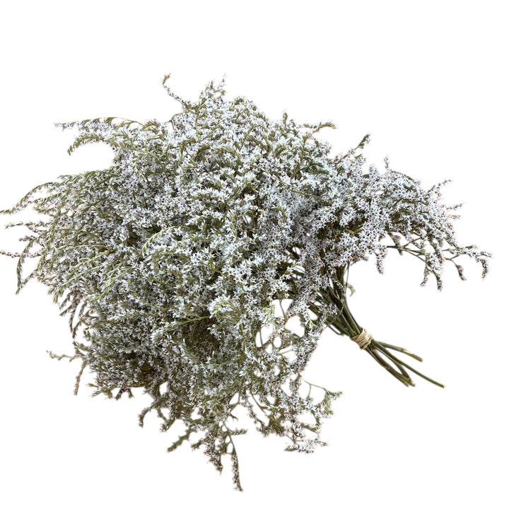 Bouquet of small white flowers on a white background