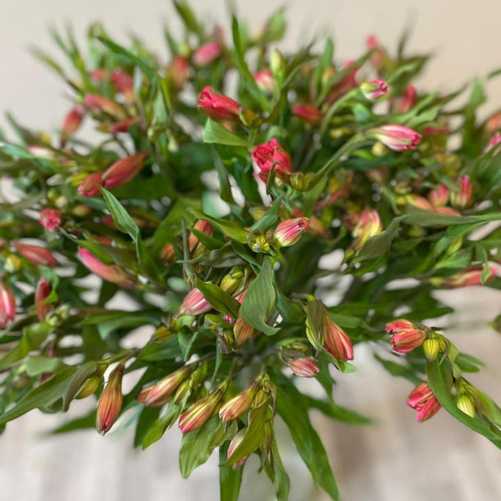 Dark Pink Peruvian Lily Alstroemeria – UK Grown Cornish Flowers