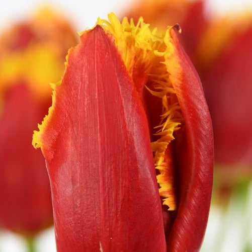 red yellow tulip UK grown