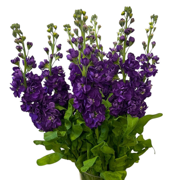A striking bunch of deep purple Premium Grade scented stocks, featuring heavily laden spikes of saturated, royal-toned blossoms.