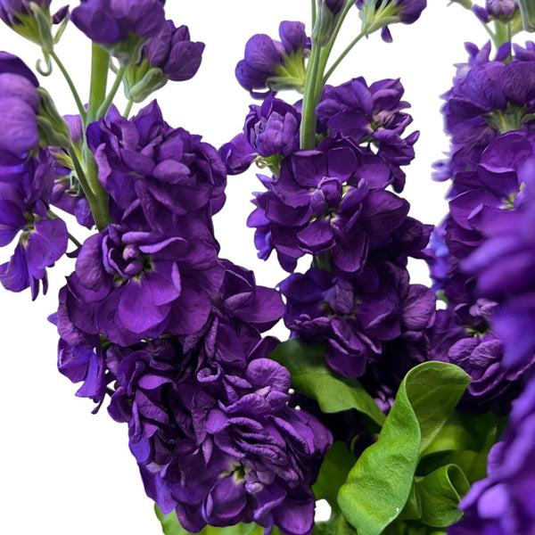 Close-up of deep purple scented stock florets, showcasing the intense jewel-toned pigment and the thick, velvety texture of the premium petals.