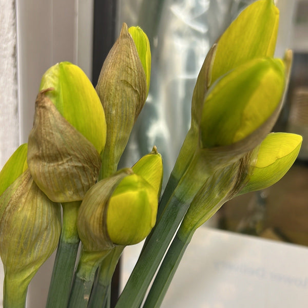 A bunch of closed Daffodil buds with a bright yellow color and green stems.