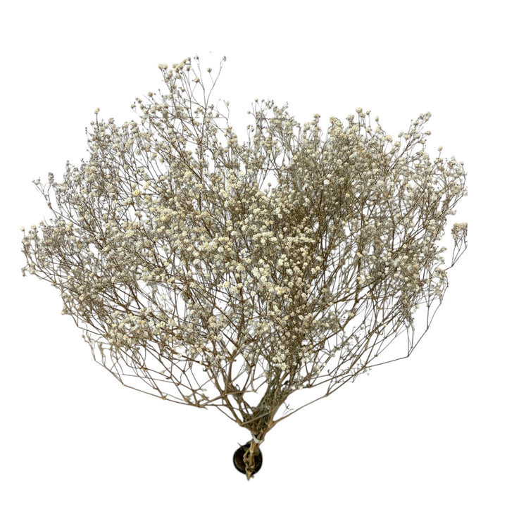 Branch with small dried Gypsophila white flowers on a white background