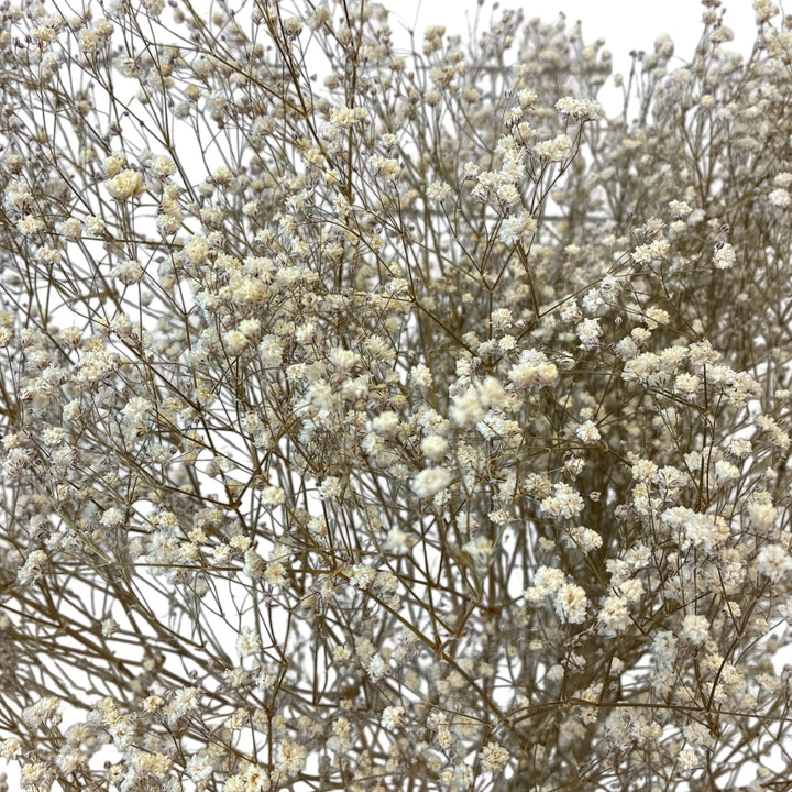 Branches with small Dried white Gypsophila flowers against a light background
