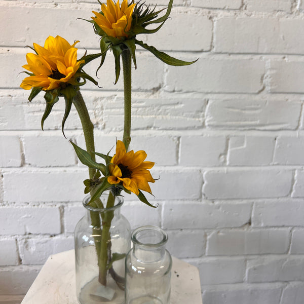 Miniature Sunflowers **DINKY SUNS** 10 stems