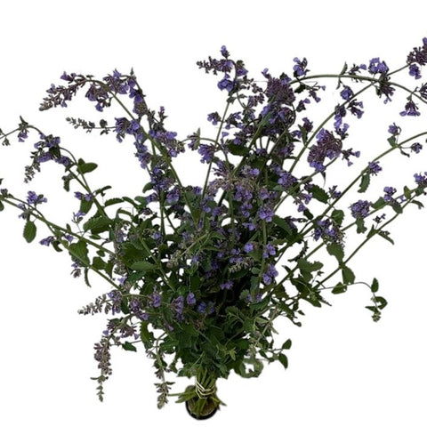 Nepeta - Approx 25 stems