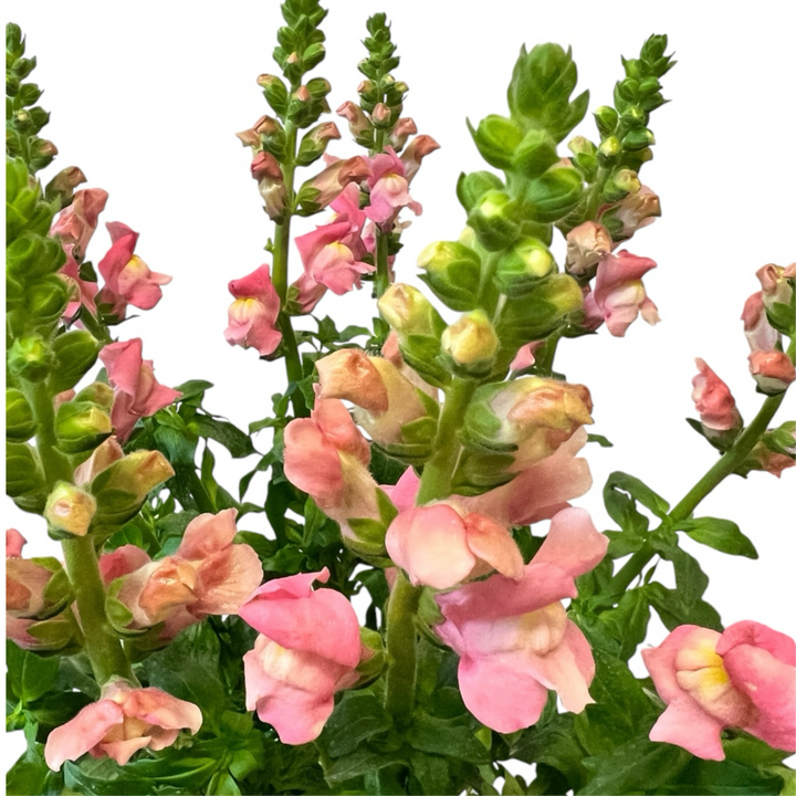 Antirrhinum - Pink x 10 stems