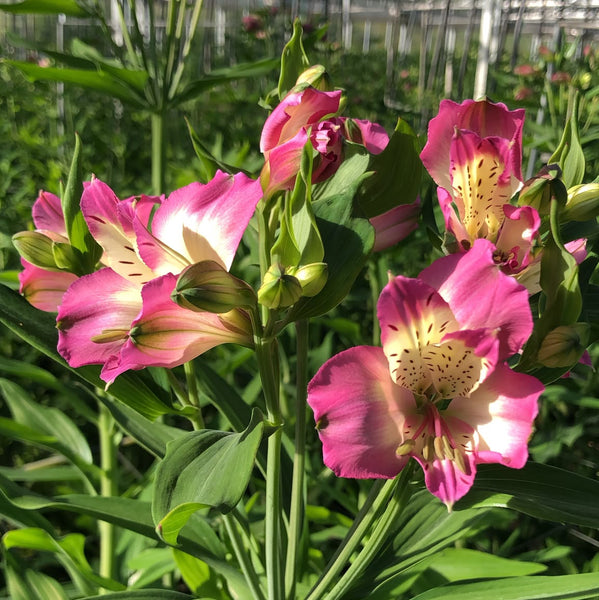 Alstromeria Cornish Stem Grade 10 Stems - Lilac