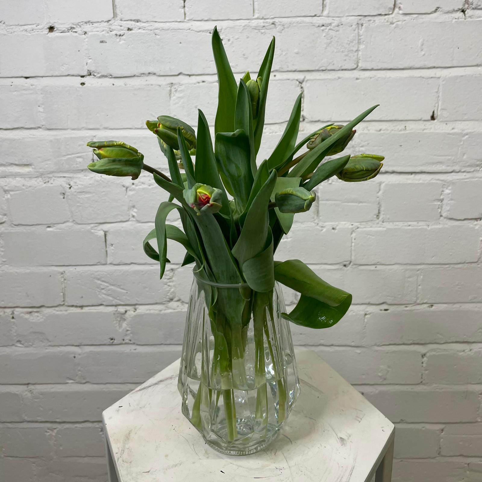 Tulip - Red Parrot 8 stems