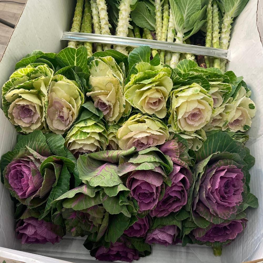 Brassica Ornamental - Growers choice **BOX OFFER** 50 stems