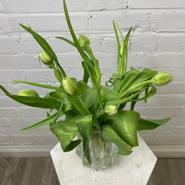 Tulip - Double White 8 stems