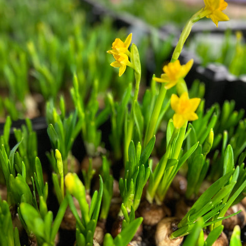 on the bulb tete a tete 