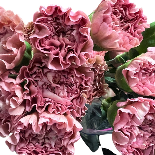 IMPORT - Standard Carnation - Pink 25 stems