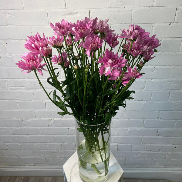 Close-up of British-grown Baltica Pink chrysanthemums showing strong stems and full pink blooms.