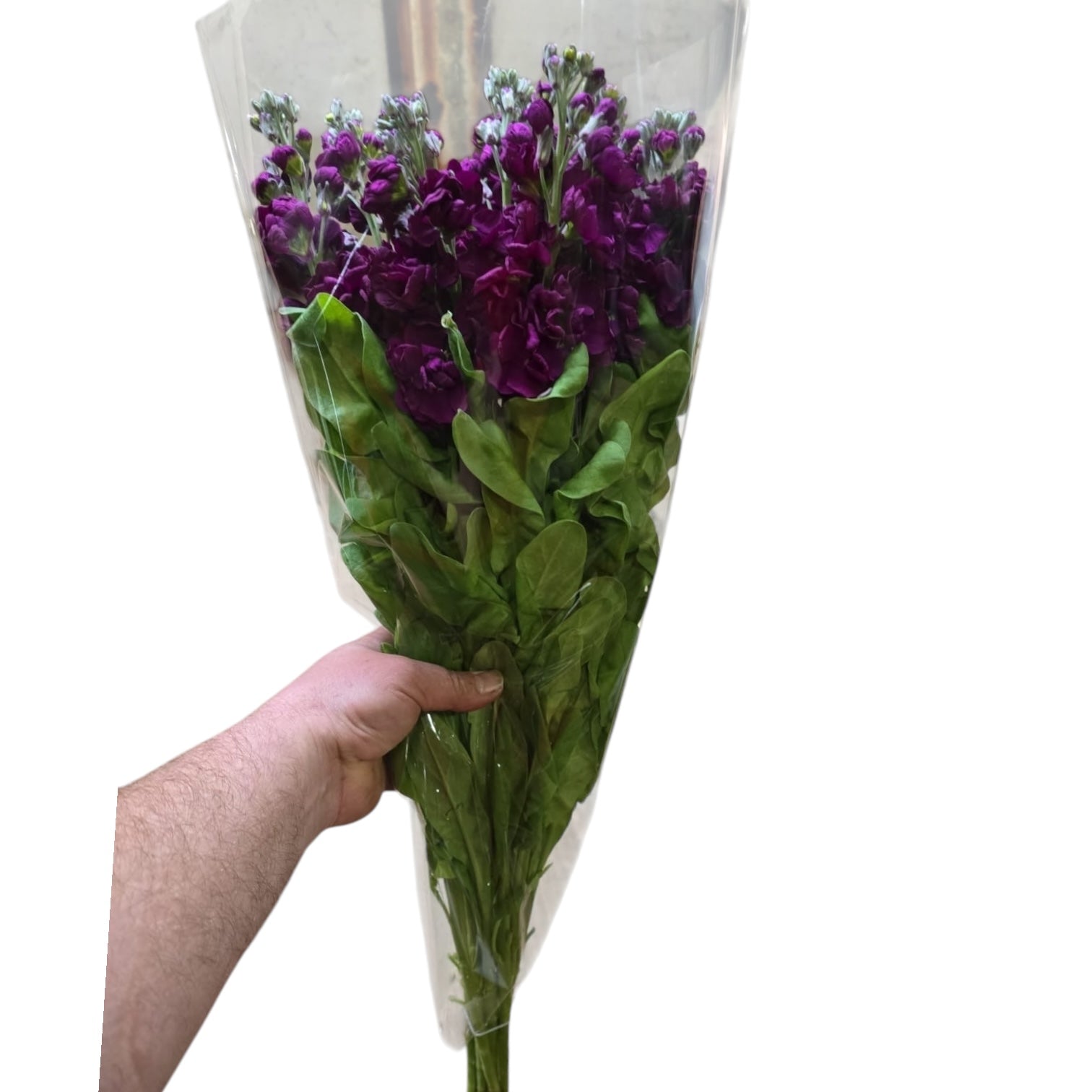 Scented Stocks-Standard Grade-10 stems-Aubergine