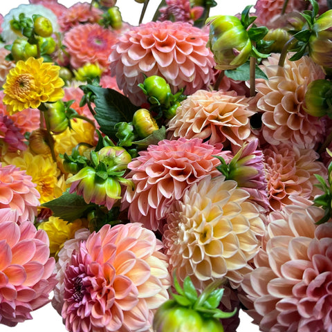 Dahlia ass. x 10 stems  PREMIUM