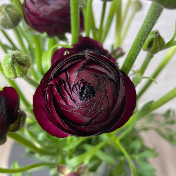 Ranunculus 40cm -Plum- Bunch of 10 stems