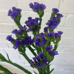 blue lincolnshire purple statice wholesale