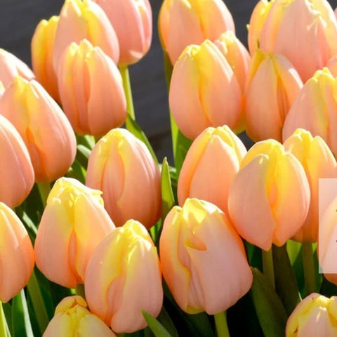 Tulip -Mango Charm - Bundle of 50 stems