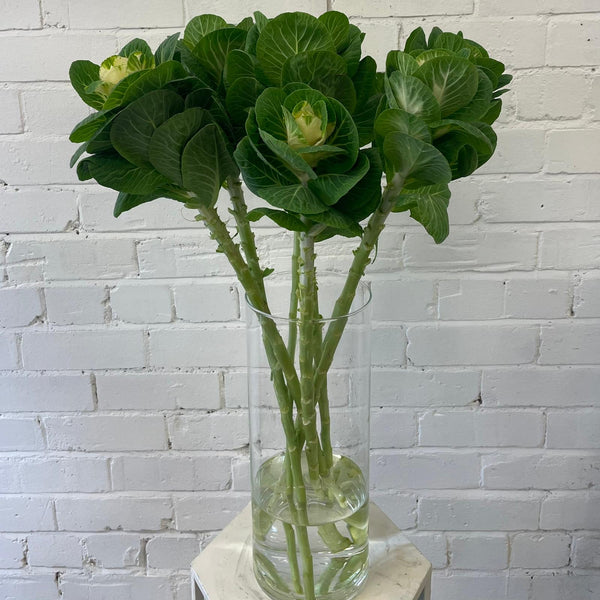 Brassica (Indoor grown) White Crane-10 stems