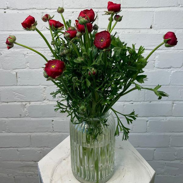 Ranunculus AUTUMN - Bunch of 10 stems RED