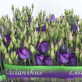 IMPORT-Lisianthus Purple Piccolo Violet- 10 stems