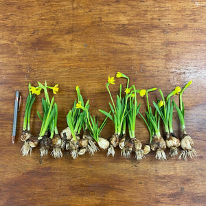 on the bulb flowers buy 