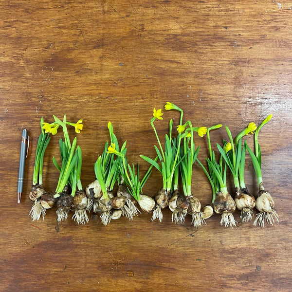 on the bulb flowers buy 