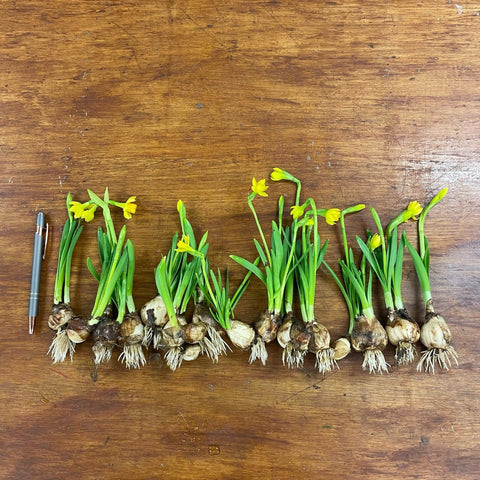 on the bulb flowers buy 