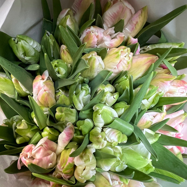 Tulip - Cabanna Parrot- Bundle of 50 stems