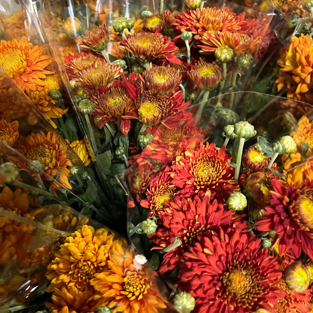 wholesale sustainable chrysanthemum