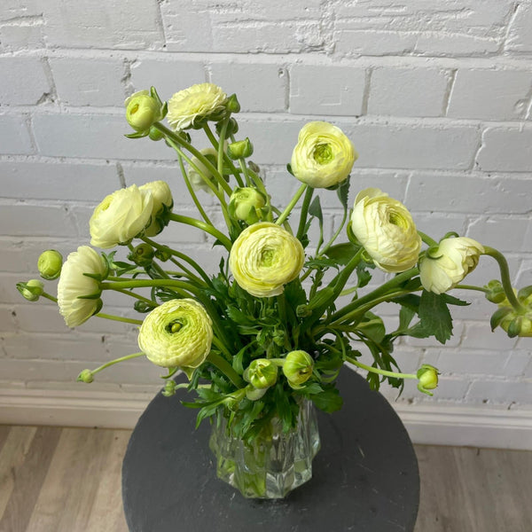 Ranunculus 40cm -Cream- Bunch of 10 stems