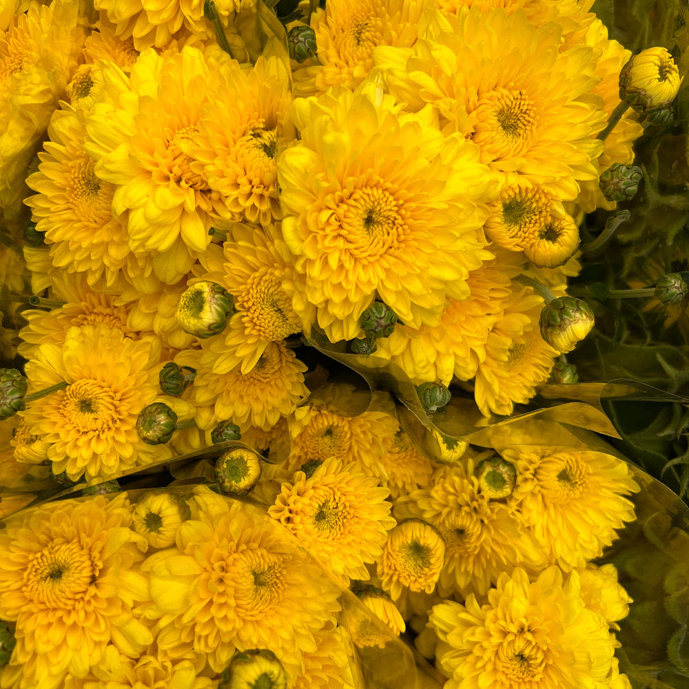 yellow chrysanthemum online UK grown