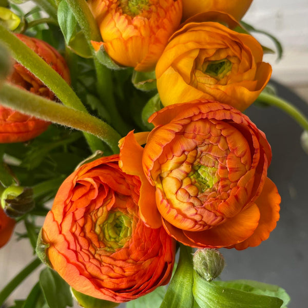 Ranunculus 40cm -Orange- Bunch of 10 stems