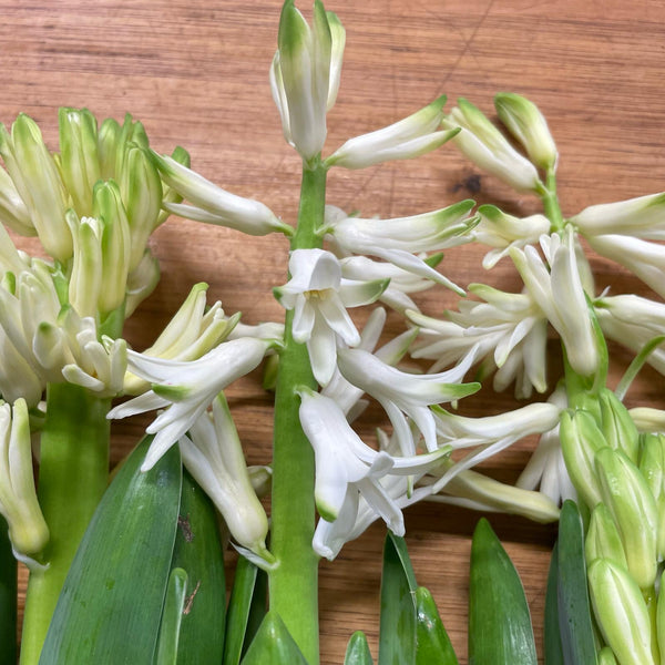 Hyacinth - ON THE BULB - White 6 Bulbs
