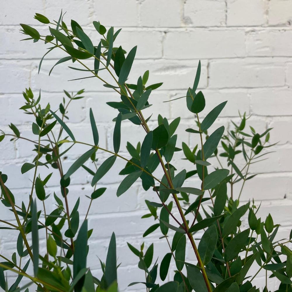foliage online sale 