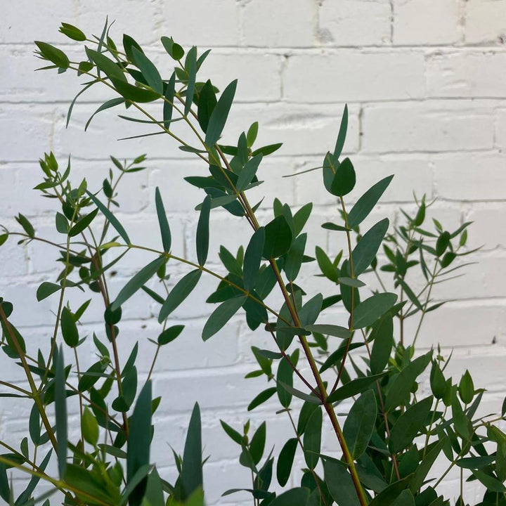foliage online sale 