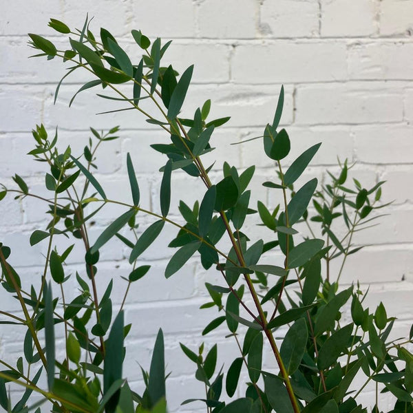 Eucalyptus Parvifolia Bunch Cornish - 10 stems