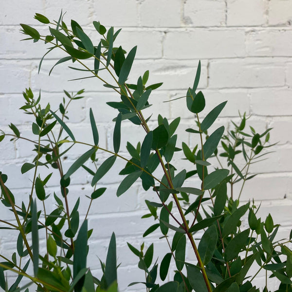 Eucalyptus Parvifolia Bunch Cornish - 1lb bunch
