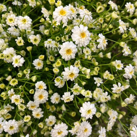 white fever few uk tanacetum spalding florist