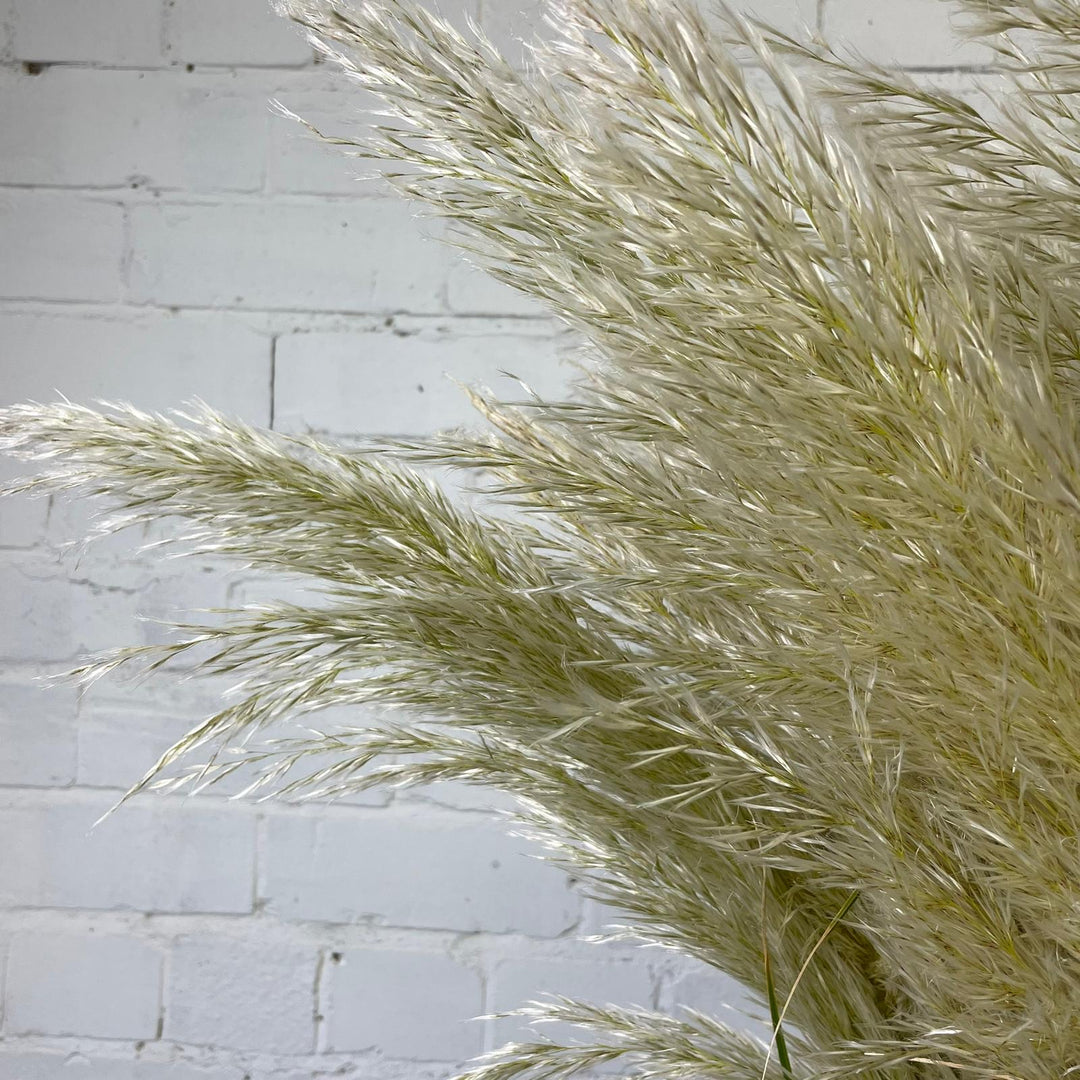 Pampas Grass - Cortaderia Alba - 5 stems  ** GORGEOUS &amp; FLUFFY **