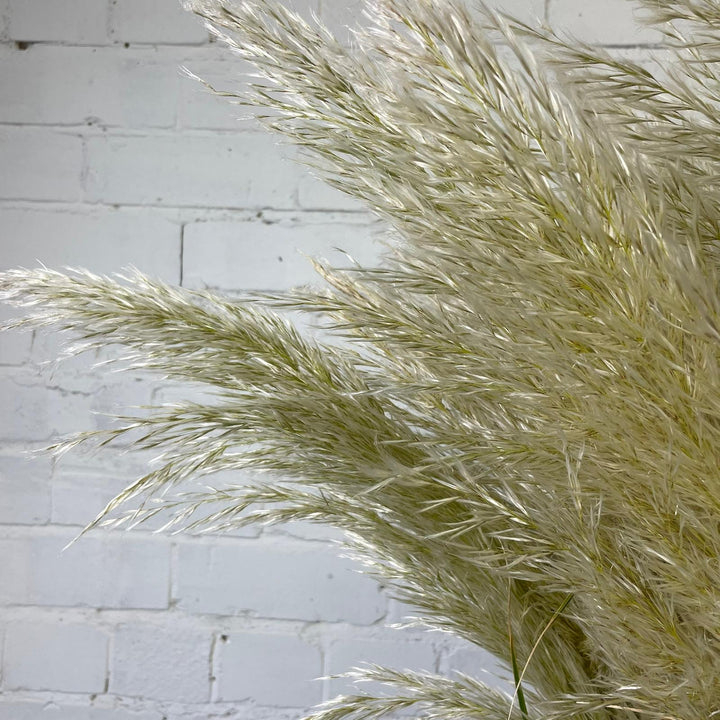 Pampas Grass - Cortaderia Alba - 5 stems  ** GORGEOUS &amp; FLUFFY **